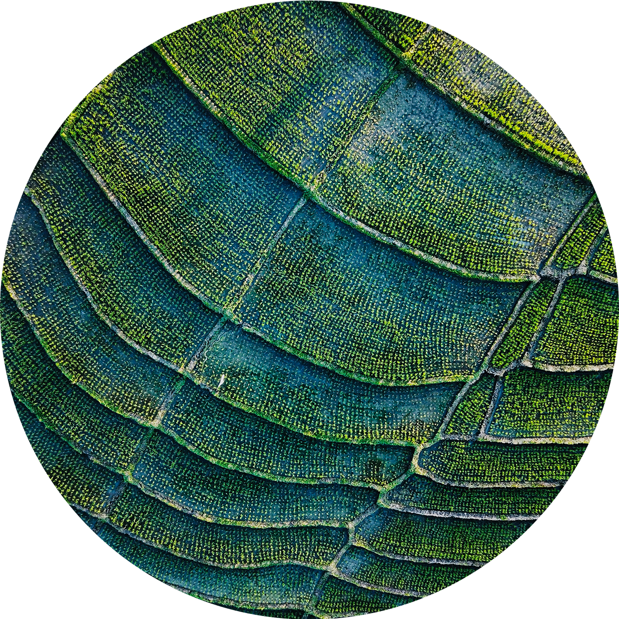 緑豊かなフィールドは円の形に切り取られます