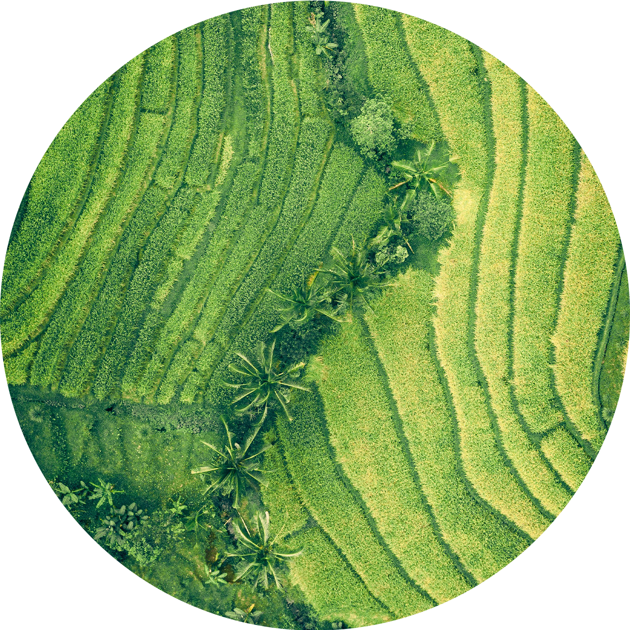 緑豊かな緑の地形の空中景色は円形に切り取られます