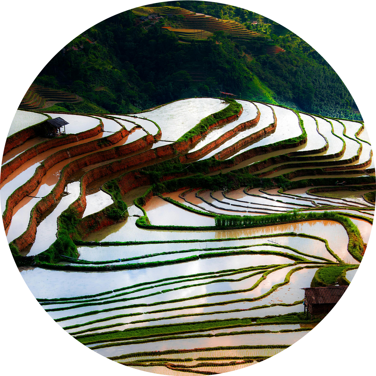 田んぼの空中景色