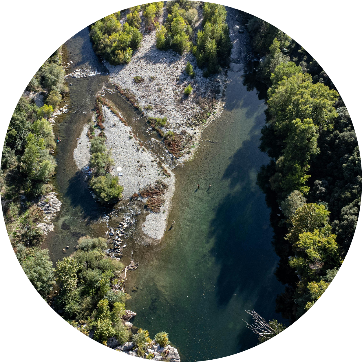 木の形に切り取られた川の空中景色