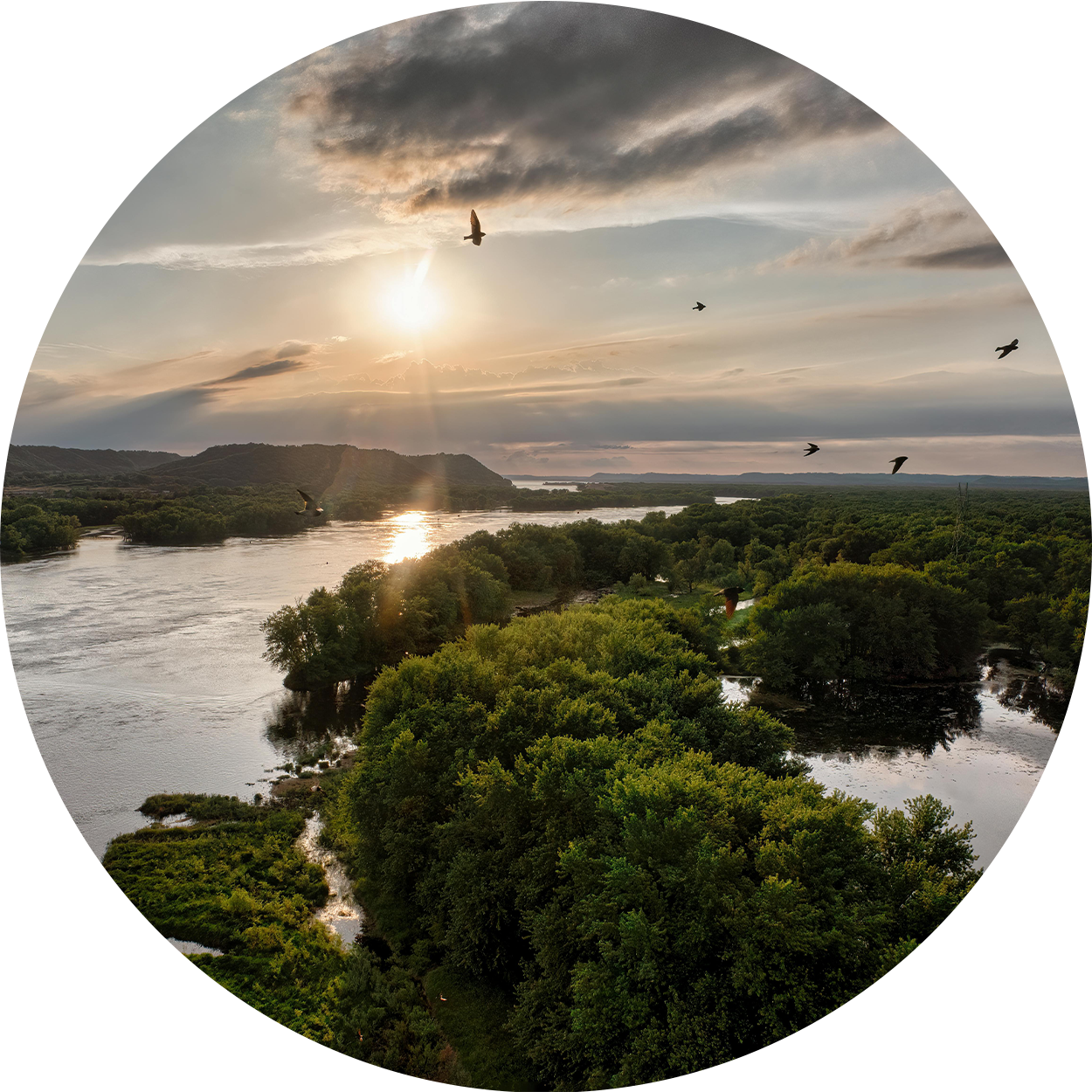 鳥が頭上を飛んでいる川の眺め